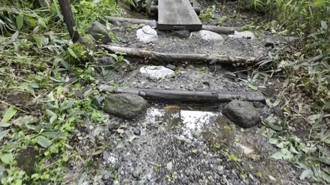 Forest Path with Puddles Stock Footage 331239453