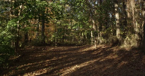 Forest Path R3D Vídeos de archivo 69214140