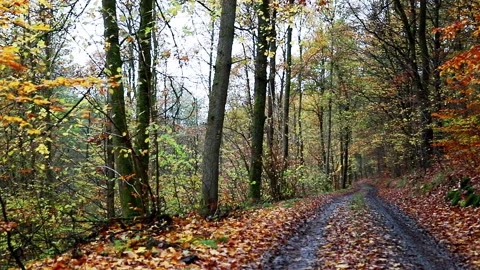 A forest path in a rainy autumn forest video Stock-Footage 142310660
