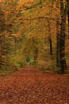 Forest Path with Red and Yellow Autumn Leaves Stock Photos