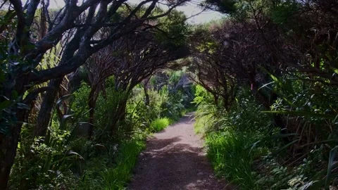 Forest Path Reveal Forward Motion 動画素材 155671688