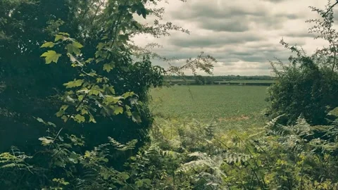 Forest Path Revealing Distant Power Station Through Trees Video stock 312114923