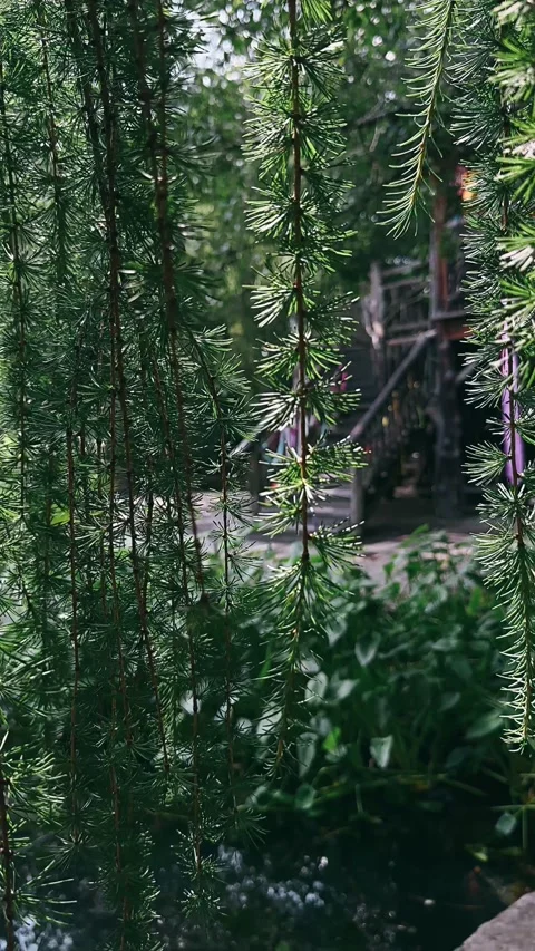 Forest, path, road, nature, trees, tree, green, landscape, park, woods, Stock Footage 247080282