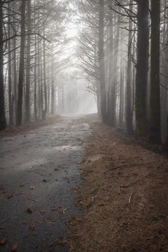A forest path with a road running through it Stock Photos