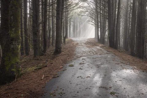 A forest path with a road running through it Stock Photos