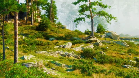 Forest path with rocks and trees in bright daylight Stock Footage 344956972