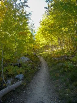A forest path in the rocky mountains Foto stock