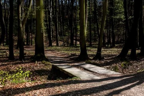 Forest path running through a small concrete bridge in spring Foto stock