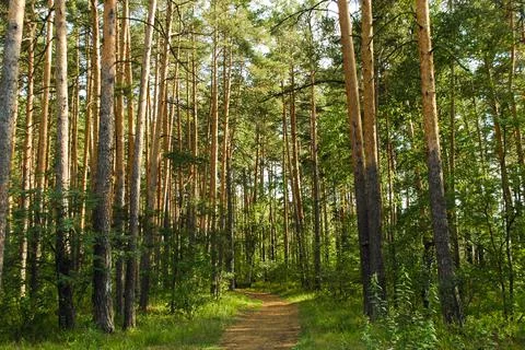 The forest path runs between a dense green thicket and pine trees illuminated Stock Photos
