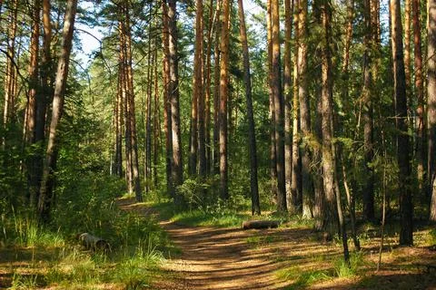 The forest path runs between a dense green thicket and pine trees illuminated Foto stock