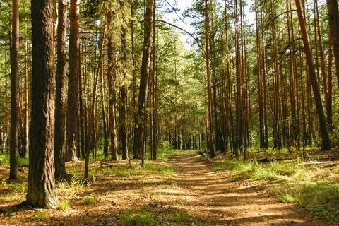 The forest path runs between a dense green thicket and pine trees illuminated Stock Photos