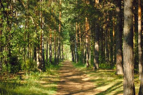The forest path runs between mostly pine trees, forming an alley in a green Stock Photos
