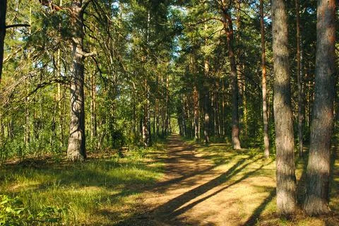 The forest path runs between mostly pine trees, forming an alley in a green Stock Photos
