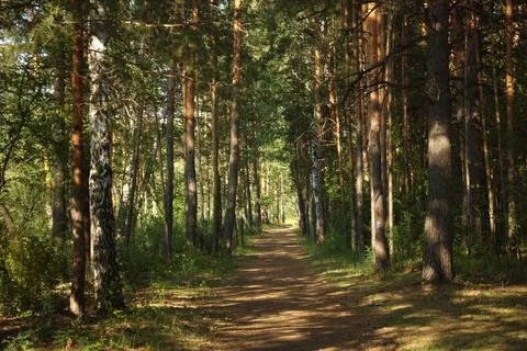 The forest path runs between mostly pine trees, forming an alley Stock Photos