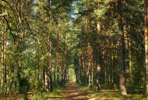 The forest path runs between mostly pine trees, forming an alley Stock-Fotos