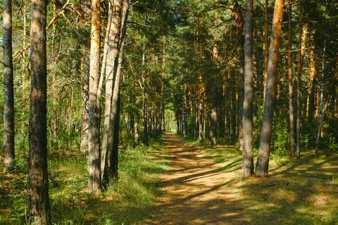 The forest path runs between mostly pine trees, forming an alley Stock Photos