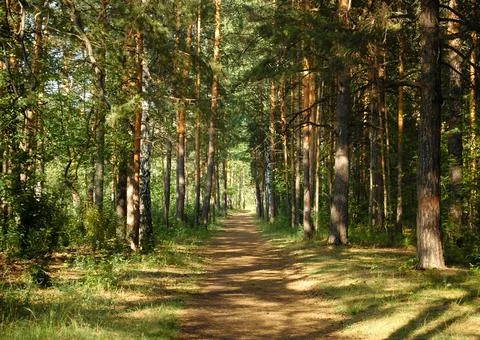 The forest path runs between mostly pine trees, forming an alley Stock Photos