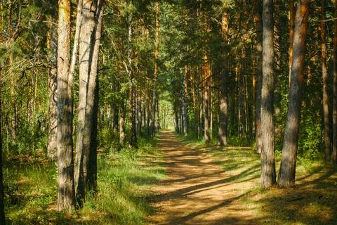 The forest path runs between mostly pine trees, forming an alley Stock-Fotos