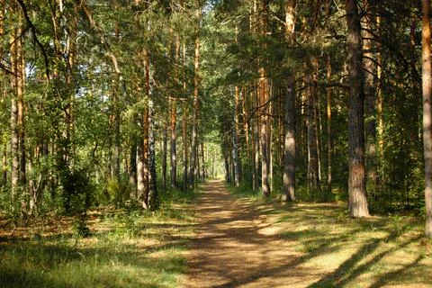 The forest path runs between mostly pine trees, forming an alley Foto stock