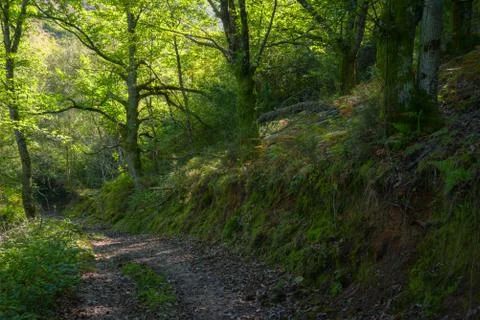A forest path runs through an oak forest Stock Photos