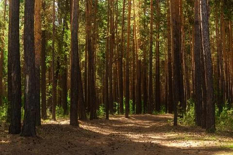 Forest path scene. Forest path, horizontal 스톡 사진