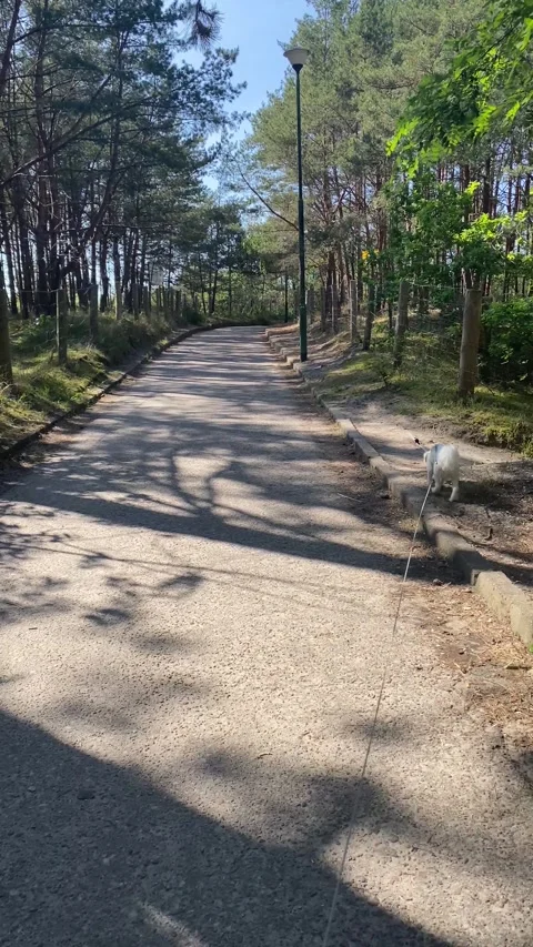 Forest Path to the Sea: Playful Dog Walk Under Sunbeams Stock Footage 272209704