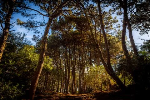 Forest path seen from lower ground while sunlight shines through the trees and Stock Photos