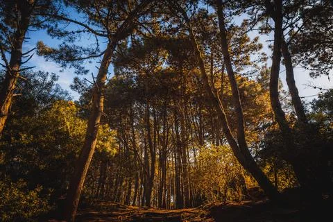 Forest path seen from lower ground while sunlight shines through the trees and Stock Photos
