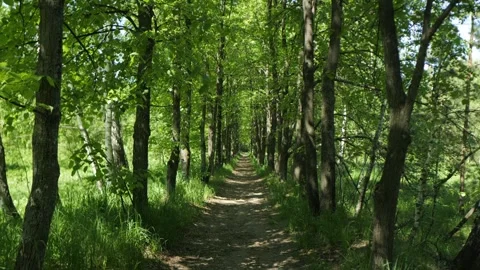 Forest path shaded by tall trees with vibrant green leaves Stock Footage 341173747