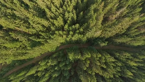 Forest path sidelight through dense Krkonose canopy with directional sun Stock Footage 340767414