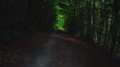 Forest path slow back with light spot in the background Stock Footage 143533454