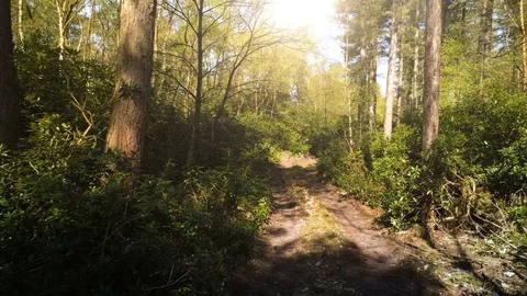 Forest path smooth aerial motion Stock Footage 75107594