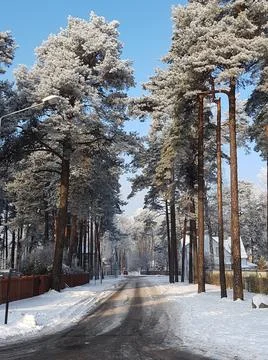 Forest path in snowy winter pine forest on clear sunny day Foto stock
