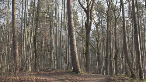 Forest Path Split on a Sunny Hilltop with Tall Bare Trees Stock Footage 332865179