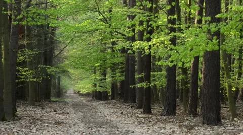 Forest path in spring Stock Footage 14002986
