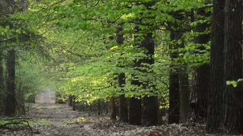 Forest path in spring Stock Footage 14003122