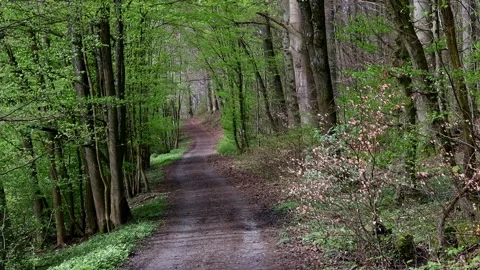 A forest path in a spring forest  4k 30fps video Stock Footage 271394023