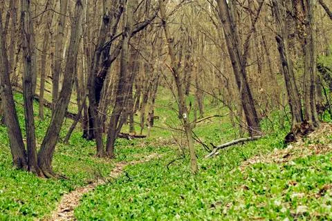 Forest path at spring Stock Photos