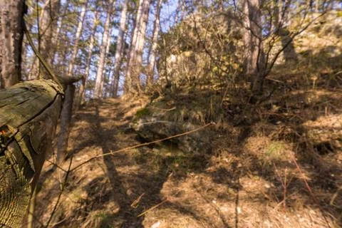 A forest path in spring time Stock Photos