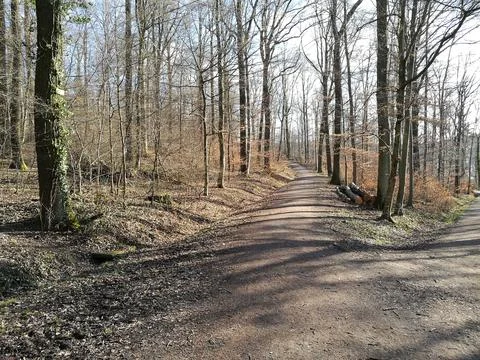 Forest path in spring - The trees have no leaves yet and the spring sun mak.. Stock Photos
