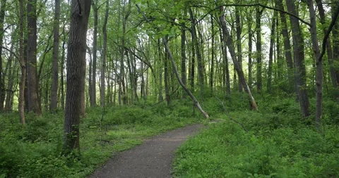 A forest path in the springtime Stock Footage 130530156