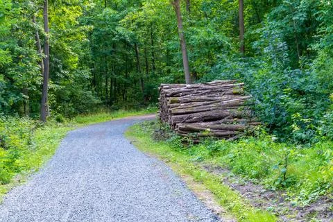 Forest Path with Stacked Timber Logs Stock Photos