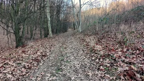 Forest path in Stepin Gaj park Stock Footage 327301448