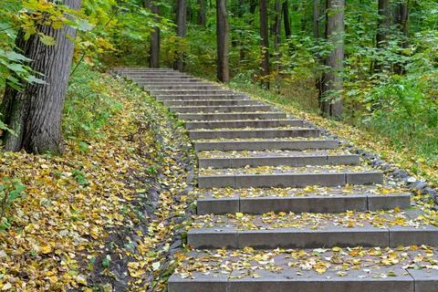 Forest path with steps strewn with fallen autumn leaves. Stock Photos