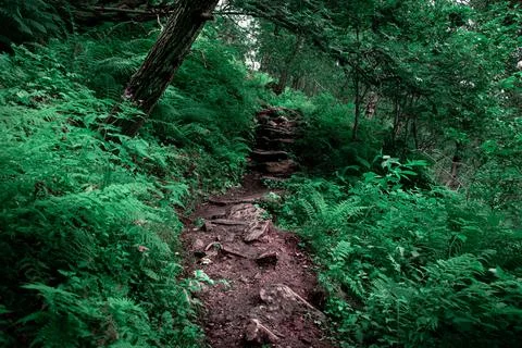 Forest Path, stone steps in the green woods. Stock Photos