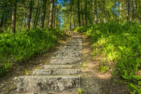 Forest Path, stone steps in the green woods. Stock Photos