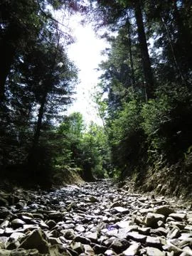 Forest Path from Stones in Sunlight between Trees Stock Photos