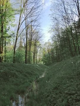 A forest path with a stream running through it Foto stock