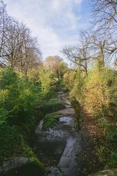 Forest path with a stream running through it Stock Photos