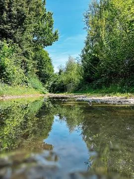 Forest path with a stream of water running through it Foto stock